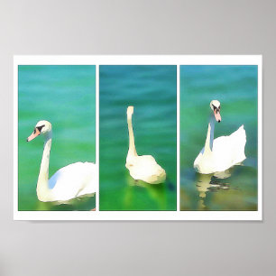 Swans at Lake Balaton – triptych Poster