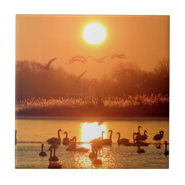 Swans at Sunrise Tile (Front)