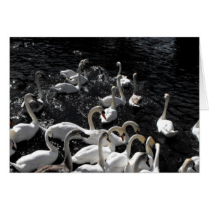 Swans away card