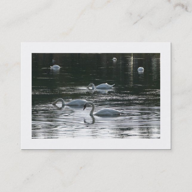 Swans (Bordered) Business Card (Front)