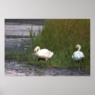 Swans by the Marsh Poster