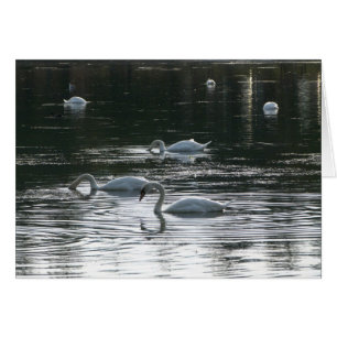 Swans Feeding, Roath Park Lake, Cardiff
