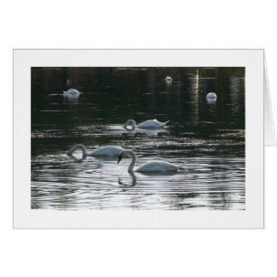 Swans Feeding, Roath Park Lake, Cardiff - Bordered