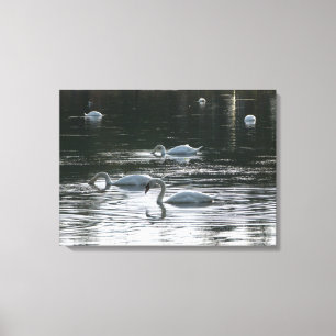 Swans Feeding, Roath Park Lake, Cardiff Canvas Print