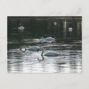 Swans Feeding, Roath Park Lake, Cardiff Postcard