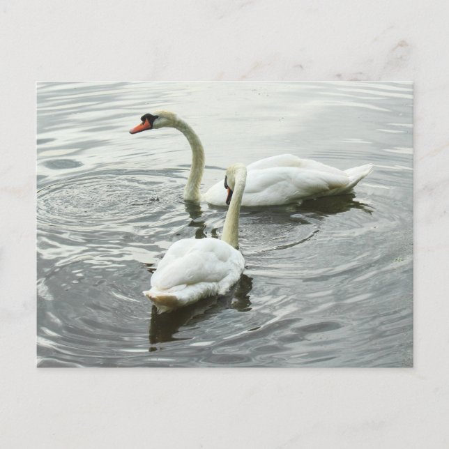 Swans Feeding. Roath Park Lake, Cardiff, Wales Postcard (Front)