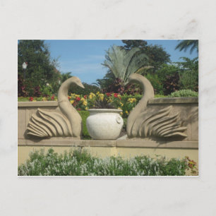 Swans Guarding Hollis Gardens Postcard