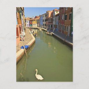 Swans in canal, Burano Island, Venice, Italy Postcard