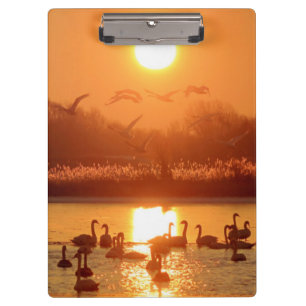 Swans in Lake at Sunset Clipboard