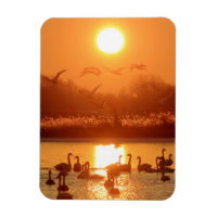 Swans in Lake at Sunset