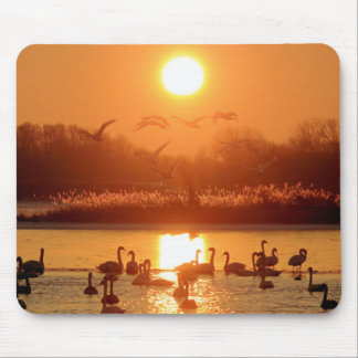 Swans in Lake at Sunset Mouse Pad