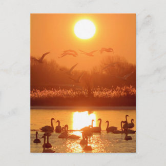 Swans in Lake at Sunset Postcard