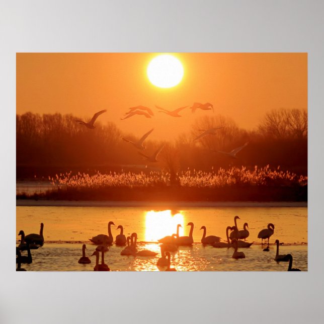 Swans in Lake at Sunset Poster (Front)