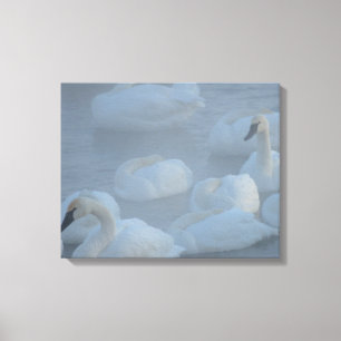 Swans In Morning Fog - Wildlife Photography Canvas Print