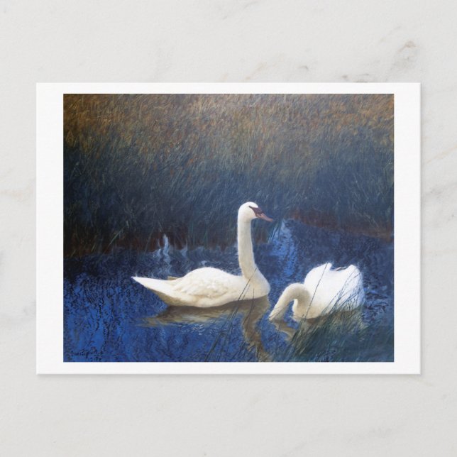 Swans in Reeds, Bruno Liljefors Postcard (Front)