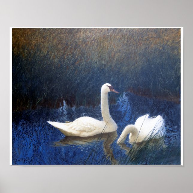 Swans in Reeds, Bruno Liljefors Poster (Front)