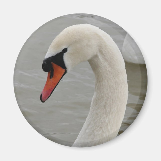 Swans in the lake magnet (Front)