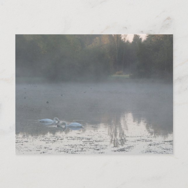 swans in the mist postcard (Front)
