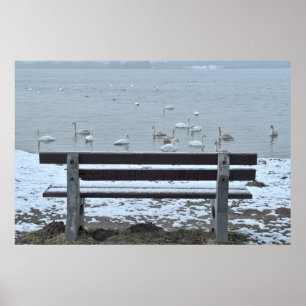 Swans, lake and a bench - poster