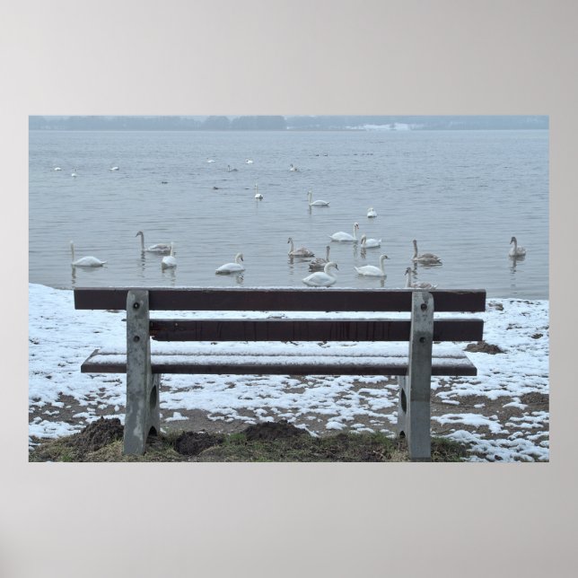 Swans, lake and a bench - poster (Front)