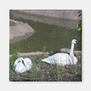 Swans Magnet