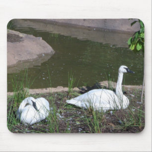 Swans Mouse Pad