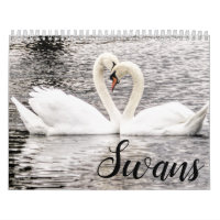 Swans of Spring Grove