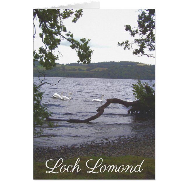 Swans on Loch Lomond (Front)