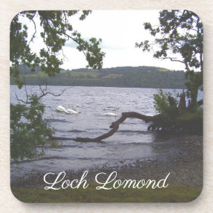 Swans on Loch Lomond Coaster