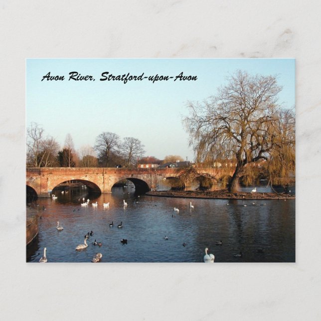 Swans on the River Avon, Stratford-upon-Avon Postcard (Front)