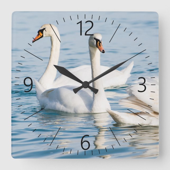 Swans Square Wall Clock (Front)