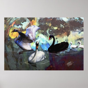 Swans Swimming Poster