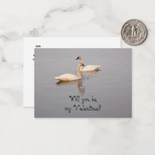 Swans Valentine Cards