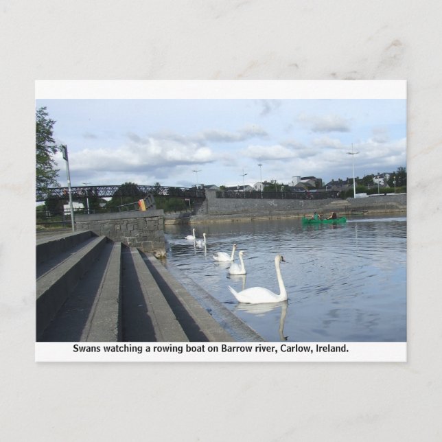 Swans watch a boat traverse Barrow river, Carlow Postcard (Front)