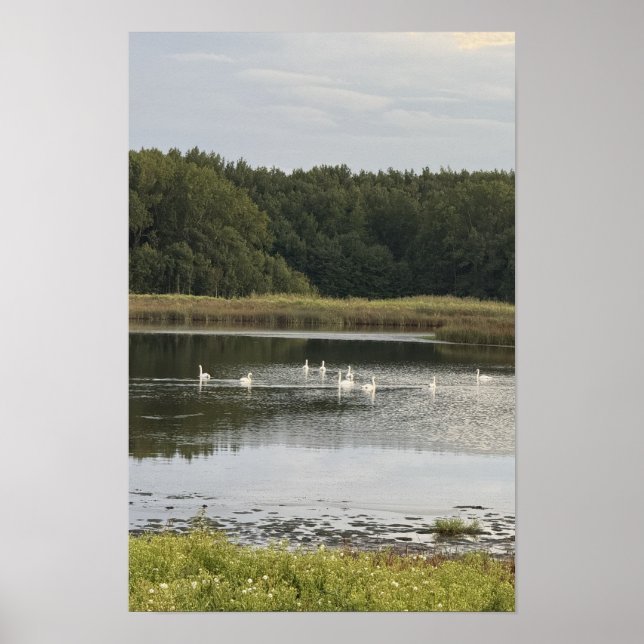 Swans Waterscape Poster (Front)