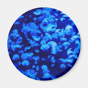 Swarm of Jellyfish Magnet
