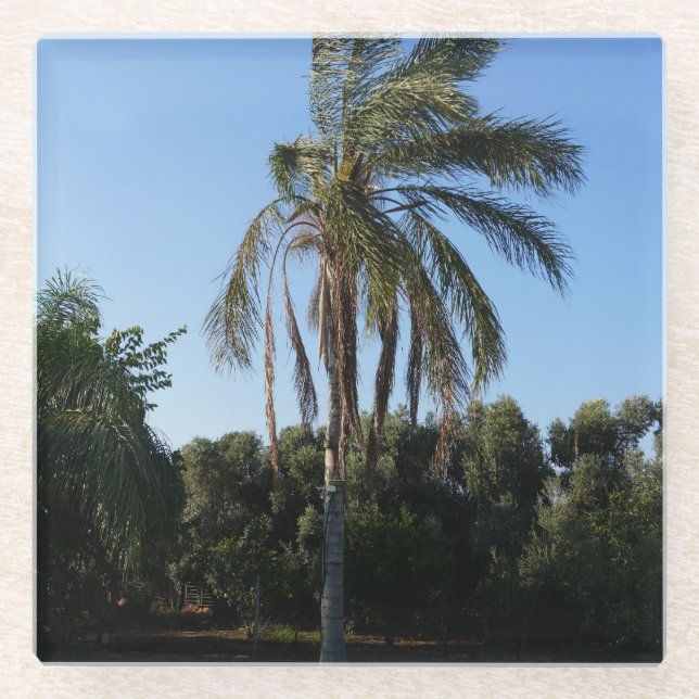 Swaying Palm Tree Under a Clear Sky Glass Coaster (Front)