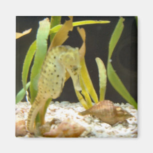 Swaying Seahorse - magnet