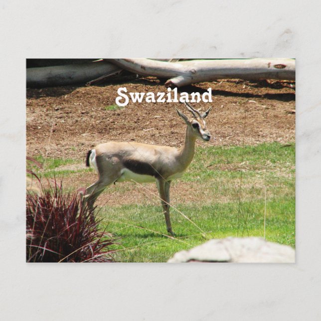 Swaziland Gazelle Postcard (Front)