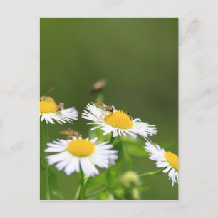 Sweat Bee Postcard