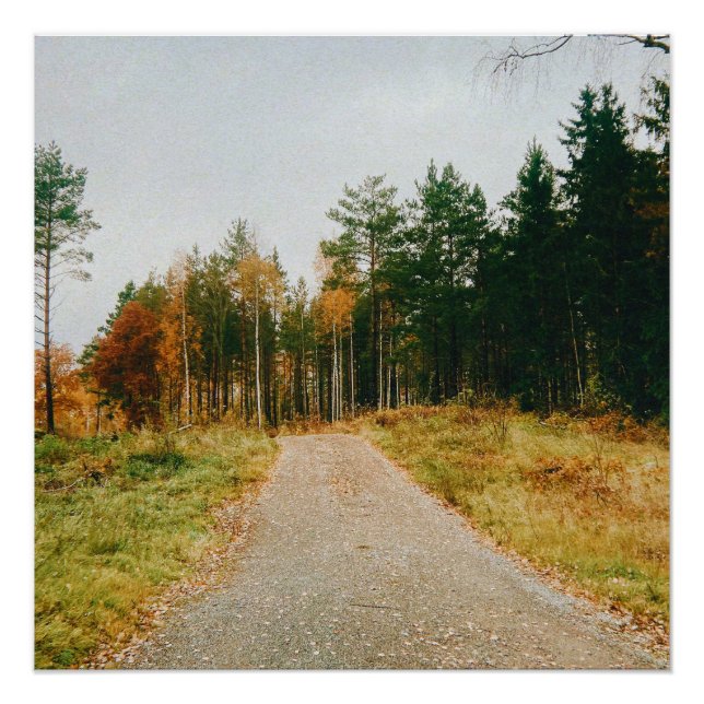 Swedish Autumnal Forest Poster (Front)