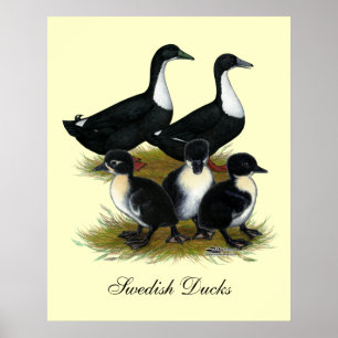 Swedish Duck Family Poster