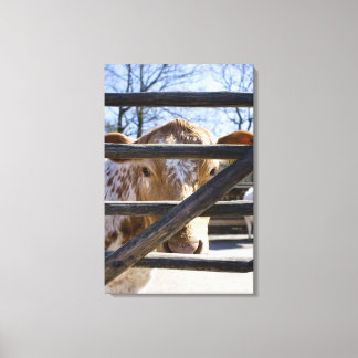 Swedish mountain cattle (Skansen) Canvas Print