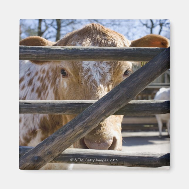 Swedish mountain cattle (Skansen) Magnet (Front)