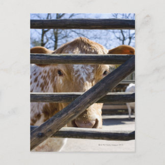 Swedish mountain cattle (Skansen) Postcard