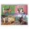 Swedish Vallhund, Vastgotaspets, Callendar 2018