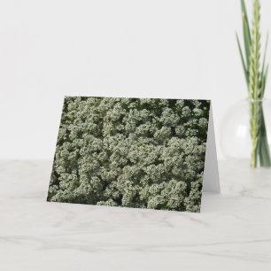 Sweet Alyssum Flowers White Floral Card