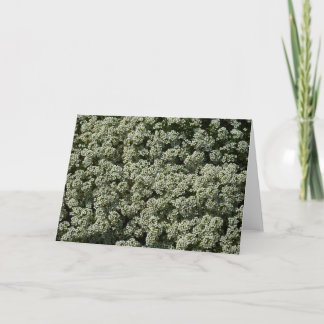 Sweet Alyssum Flowers White Floral Card
