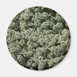 Sweet Alyssum Flowers White Floral Magnet