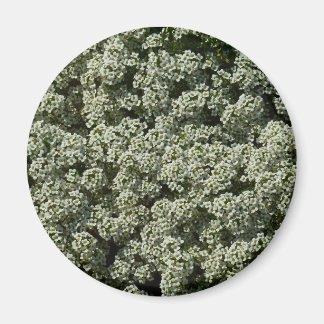 Sweet Alyssum Flowers White Floral Magnet